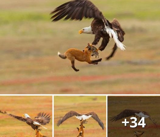 Eagle’s Bold Attempt to Steal Prey from Red Fox Captured in Dramatic High-Flying Showdown