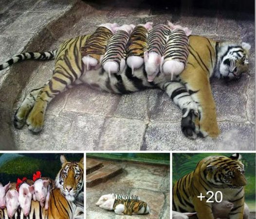 Zookeepers Camouflage Piglets to Evade Tiger’s Watchful Eyes