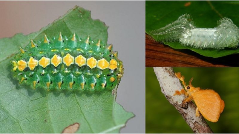 The Enchanting Elegance of Ever-Shifting, Jewel-Like, Translucent Butterfly Caterpillars