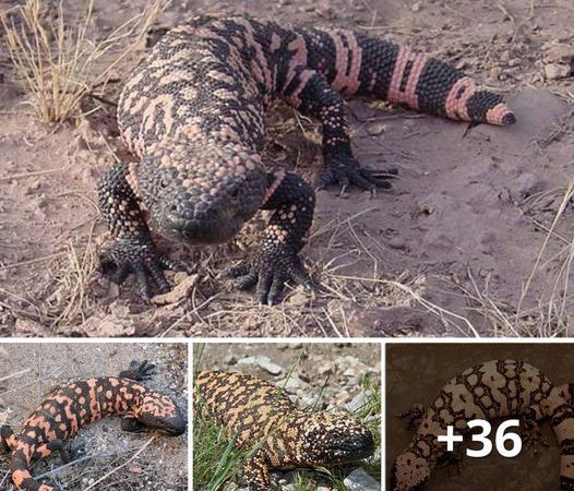 The Astonishing Sight of the ‘Monster’ Giant Komodo Dragon: It Almost Seems Too Unreal to Be True