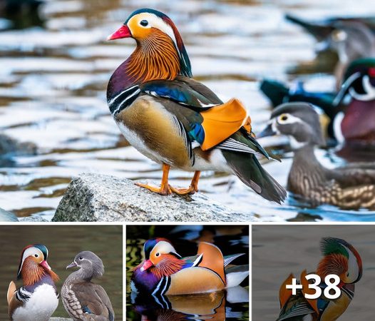 The Mandarin Duck: A Mesmerizing Avian Marvel with its Multicolored Plumage