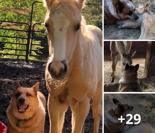 After His Mother’s Passing, a Dog Comforts a 9-Day-Old Orphaned Foal