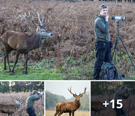 Serendipitous Wilderness Encounter: A Deer Crosses Paths with a Nature Photographer on a Photo Expedition