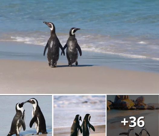 A Heartwarming Encounter: A Romantic Penguin Pair Found Holding Hands as They Stroll Along the Beach!