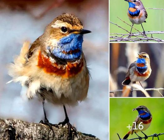 Discovering the Enchanting Avian Wonder Known as the Bluethroat