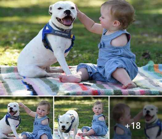 A Touching Tale: The Unbreakable Bond Between a One-Armed Girl and Her Three-Legged Canine Companion