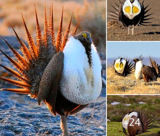 The Enigmatic Sage Grouse: Nature’s Master of the Unique Display