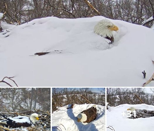 Bald Eagle’s Remarkable Dedication: Braving a Snowstorm to Protect Its Eggs