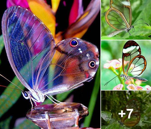 Vanishing Magic: The Mystique of the Glasswing Butterfly