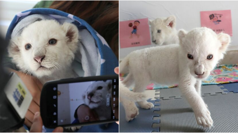 Rare White Lion Quadruplets Steal Hearts as They Prepare for Public Debut