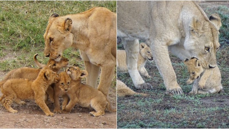 Roaring Joy: Lioness Guides Her Six Newborn Cubs on a Delightful Outdoor Stroll!