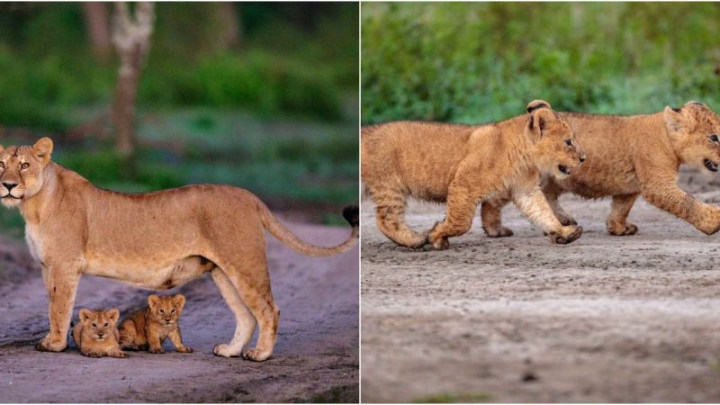 Matriarchal Moves: Navigating Lioness Babs and Her Cubs Through Ndutu’s Changing Dynamics