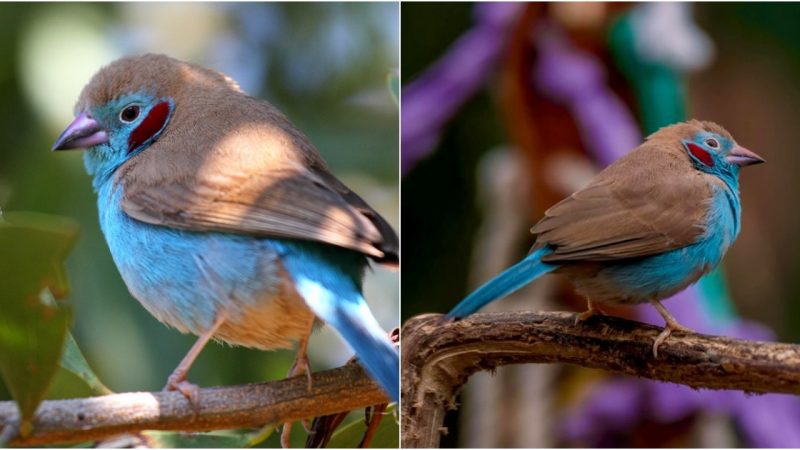 Red-Cheeked Cordon-Bleu: A Symphony of Colors in the Avian Realm