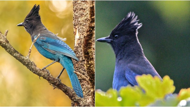 Stellar’s Jay with Determination: A Glimpse into Vancouver’s Avian Resilience