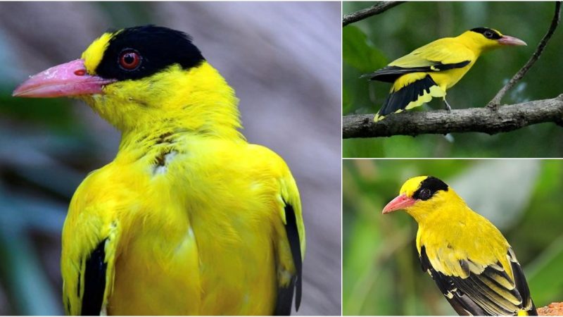 The Enigmatic Elegance of Oriolus Chinensis: Unveiling the Black-naped Oriole’s Mystique