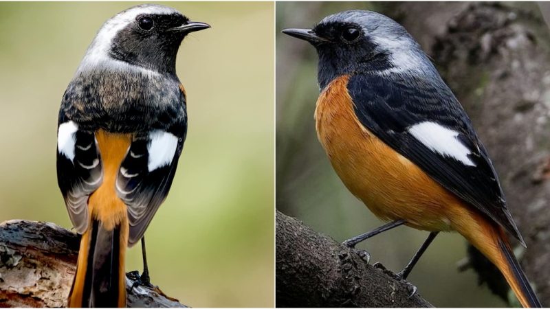 The Wonderful Natural Life of Daurian Redstart