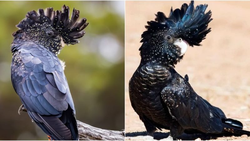 The Red-tailed Black Cockatoo, one of the unique and rare bird species in Australia