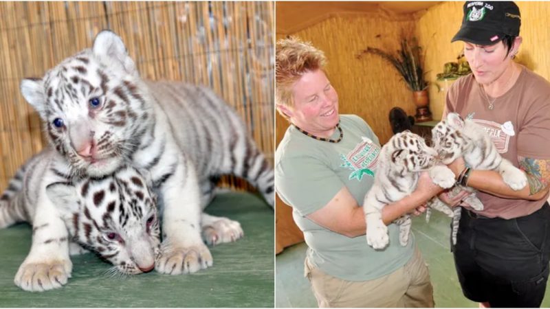 Blissful Repose: The Enchanting Siesta of a White Tiger Cub