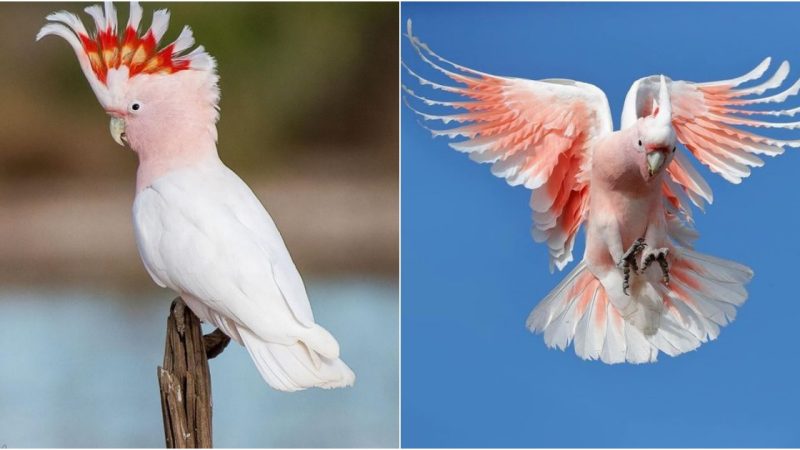 Pink Cockatoo: The Jewel of the Psittacidae Family