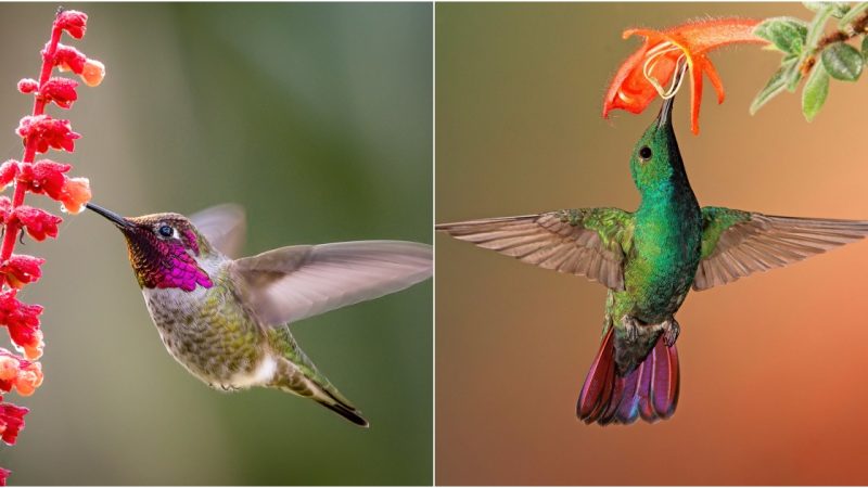 A Symphony of Colors: The Enigmatic World of Hummingbirds in the Americas