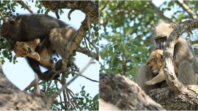 Against All Odds: The Unbelievable Tale of a Lion Cub Raised by a Baboon, Defying Nature’s Norms