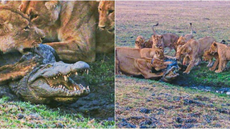 Nature’s Unpredictable Drama: The Astonishing Battle of Lions and Crocodile in Busanga Plains