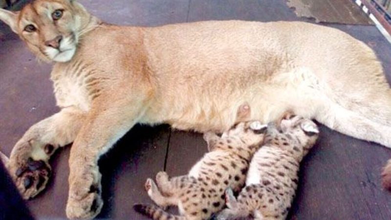 Two Puma Cubs Expand the Feline Family at the Zoo