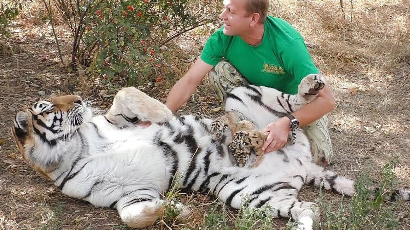 Amazing! Tigress mother trusts a man with her cubs ! Beautiful moment (Video)