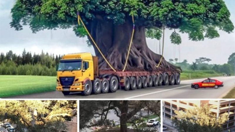 Enchanting Delight – Witness The Extraordinary Journey Of A 300-Year-Old Giant Tree Meandering Through The City