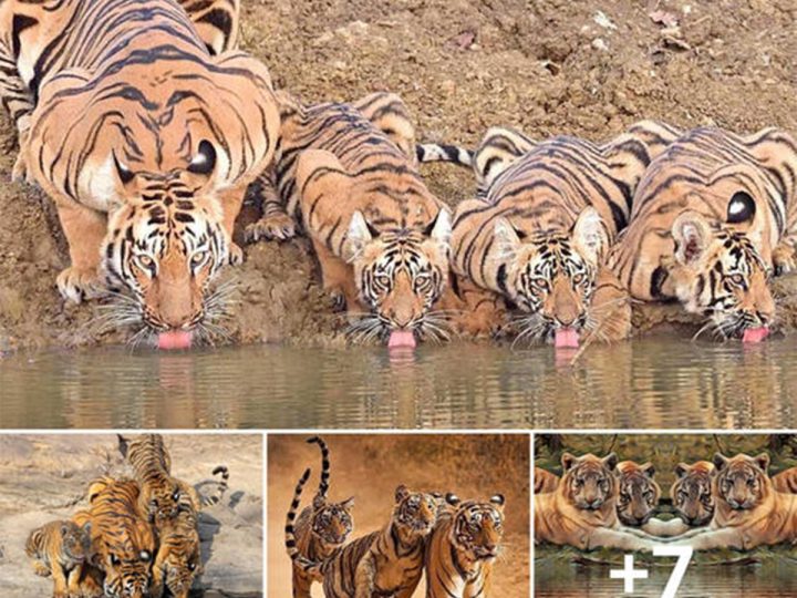 Mesmerizing Wildlife Footage: Tigers’ Serene Water Oasis with Family (Video)
