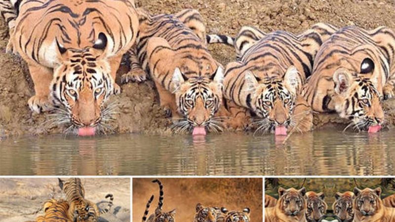 Mesmerizing Wildlife Footage: Tigers’ Serene Water Oasis with Family (Video)