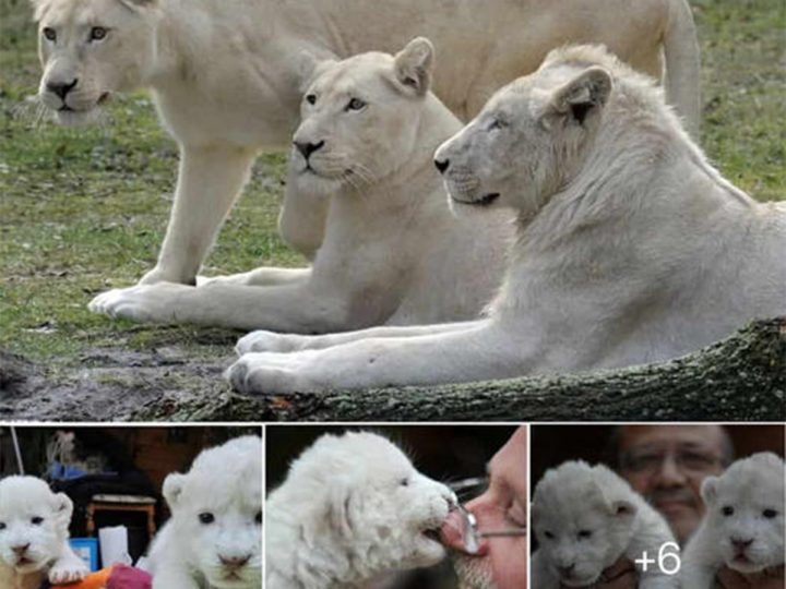 Rare White Lion Cubs Steal the Spotlight at Serengeti Park Debut
