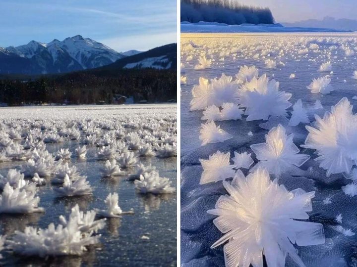 In the Dead of Winter, Blooming Flowers Can Be Found in the Arctic Ocean