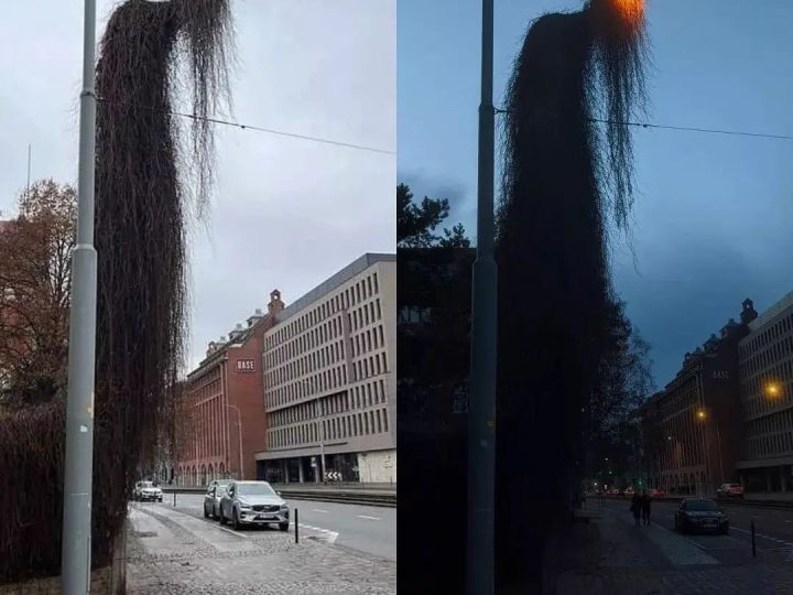 Overgrown light pole in Poland 🏮 Credits: artneversleeps