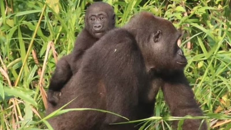 Gorilla Born in Captivity at Kent Sanctuary Becomes First to Father Babies in the Wild